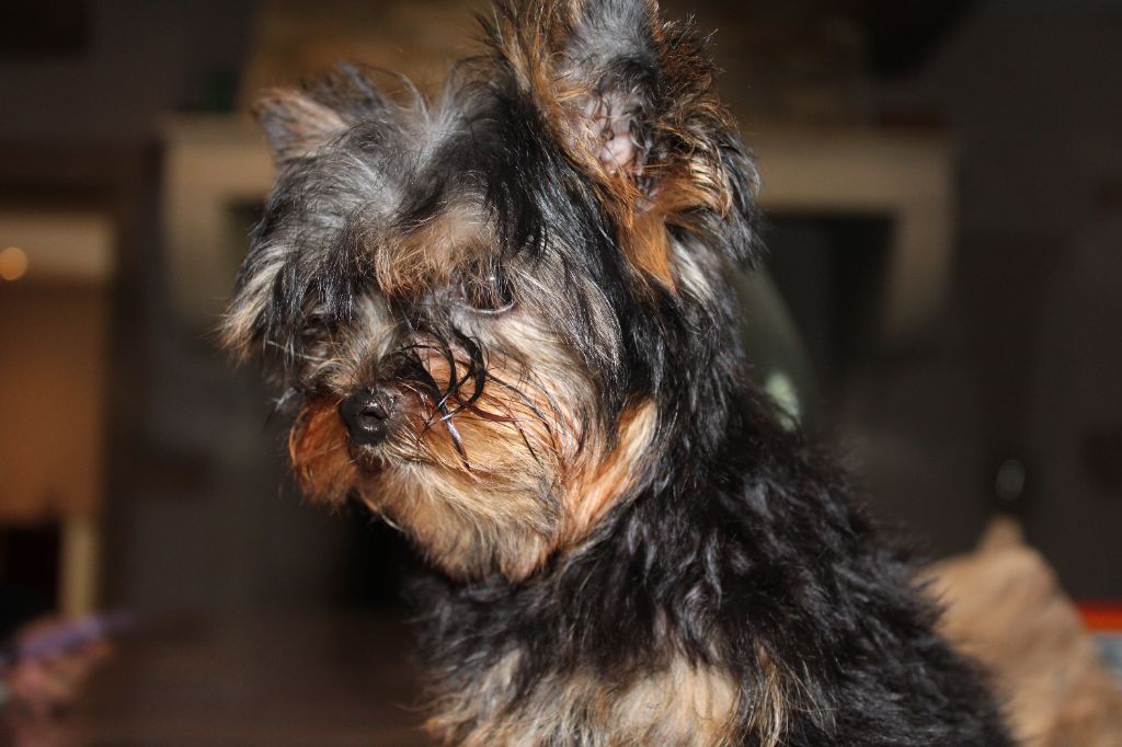 Underyour'Star - Chiot disponible  - Yorkshire Terrier