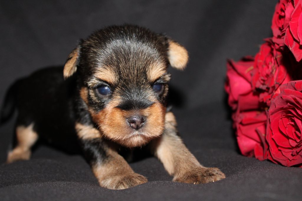 Underyour'Star - Chiot disponible  - Yorkshire Terrier