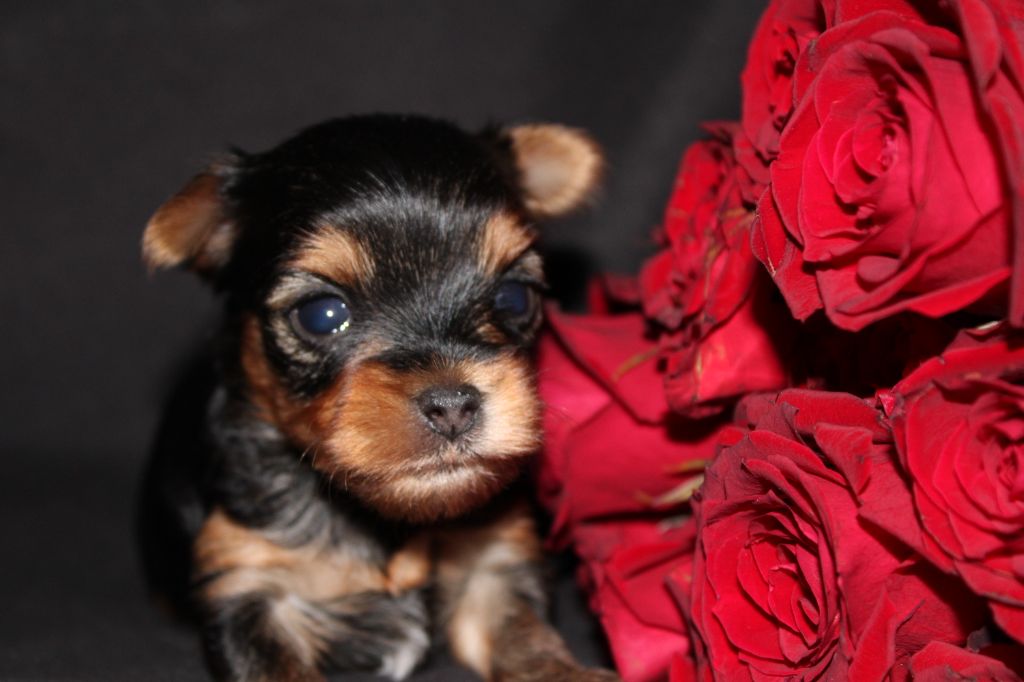 Underyour'Star - Chiot disponible  - Yorkshire Terrier