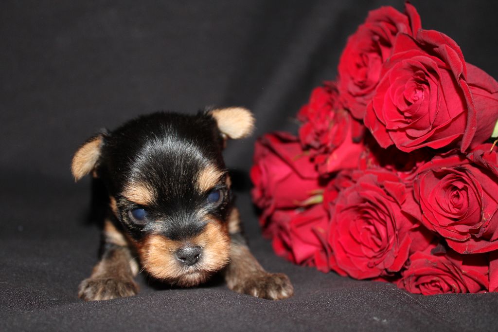 Underyour'Star - Chiot disponible  - Yorkshire Terrier