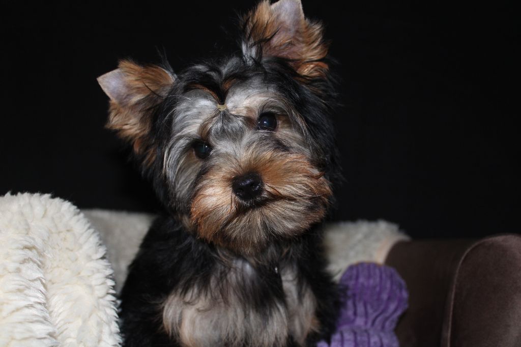 Underyour'Star - Chiot disponible  - Yorkshire Terrier
