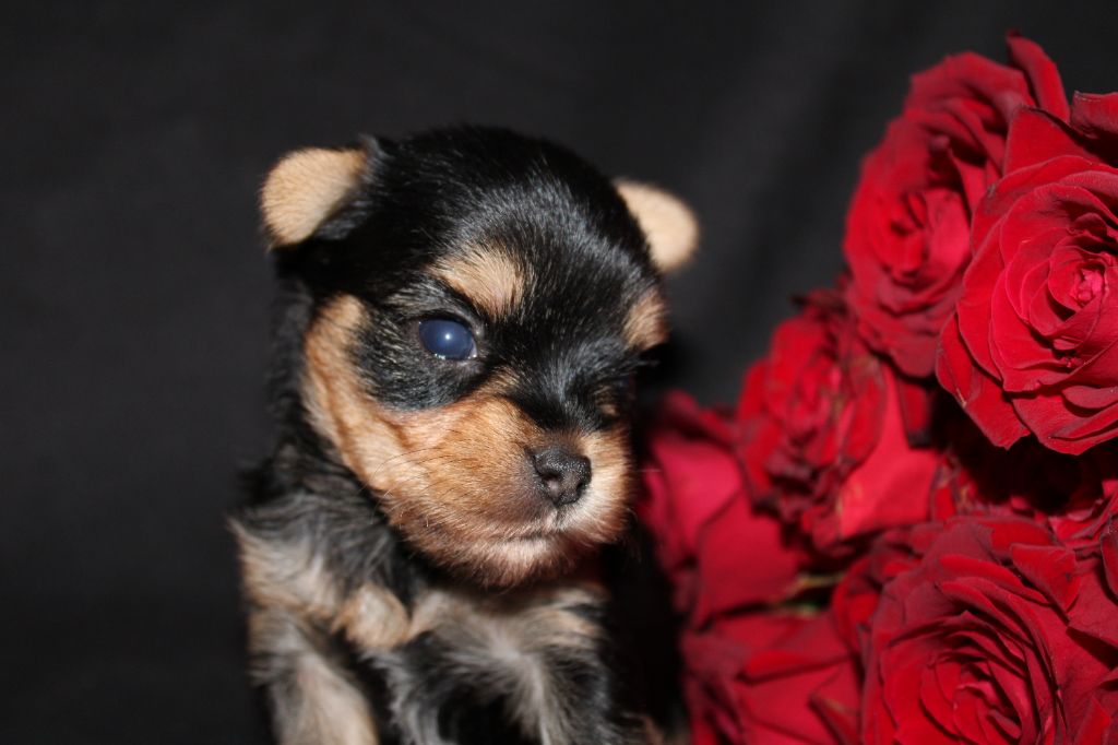 Underyour'Star - Chiot disponible  - Yorkshire Terrier