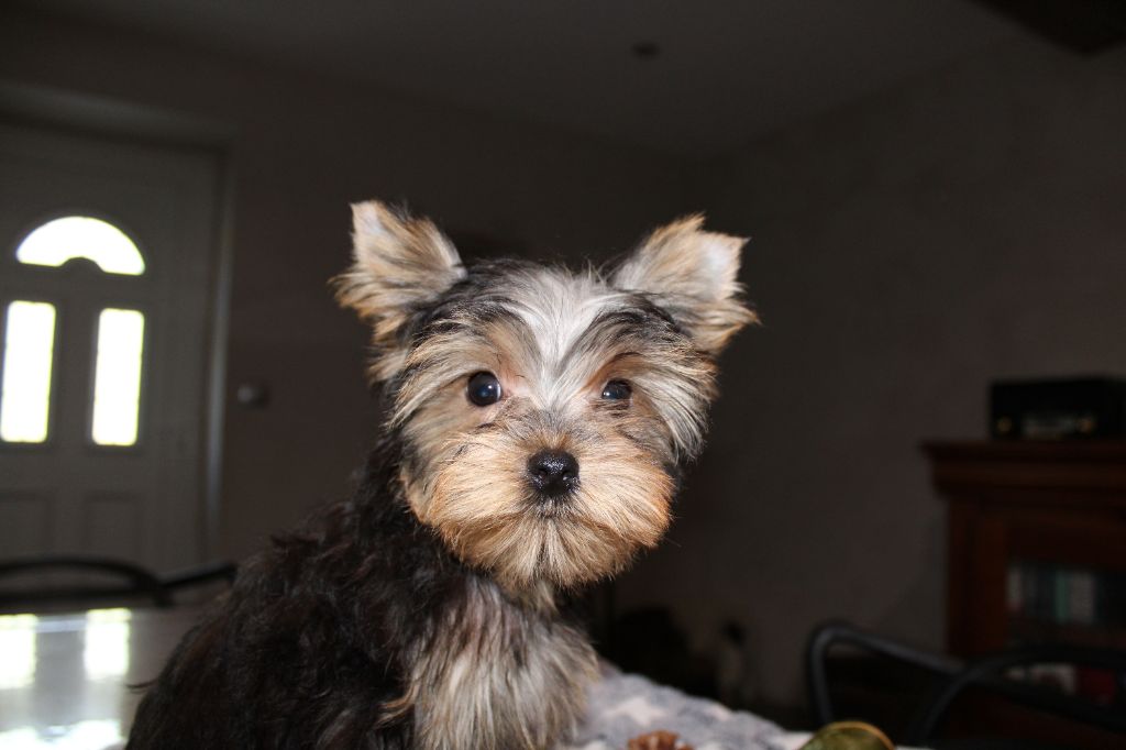 Underyour'Star - Chiot disponible  - Yorkshire Terrier