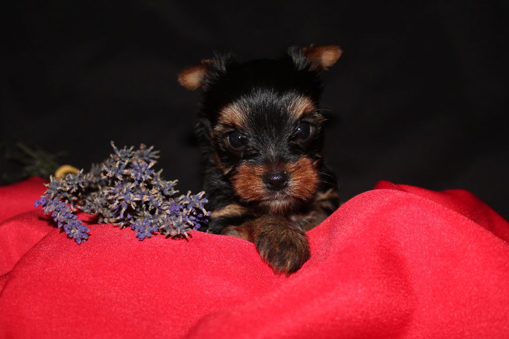 Underyour'Star - Chiot disponible  - Yorkshire Terrier