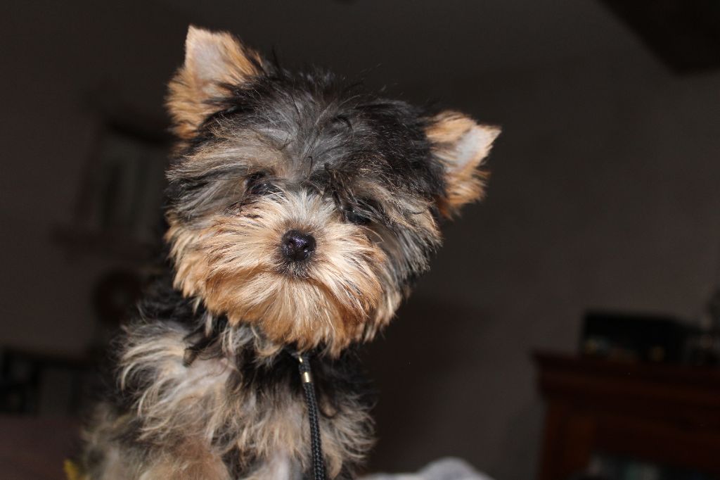 Underyour'Star - Chiot disponible  - Yorkshire Terrier