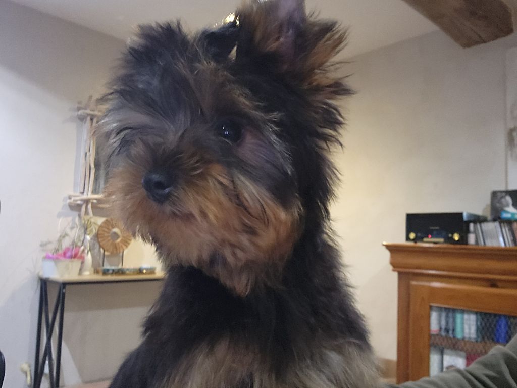 Male disponible