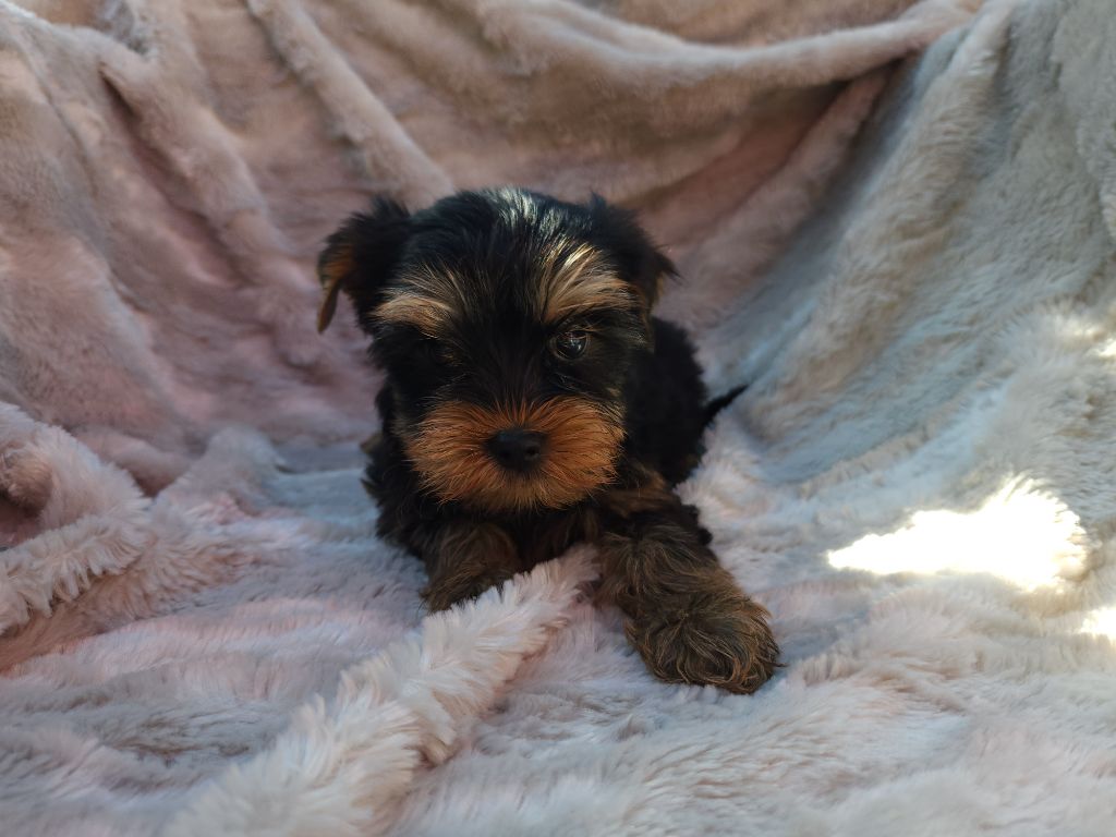 Underyour'Star - Chiots disponibles - Yorkshire Terrier