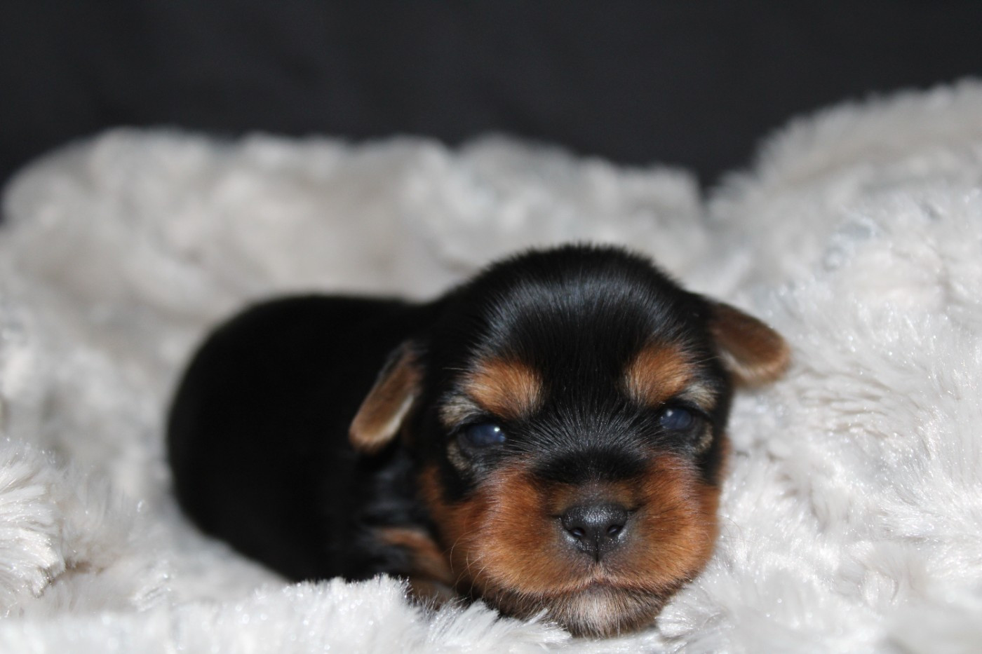 Underyour'Star - Chiots disponibles - Yorkshire Terrier