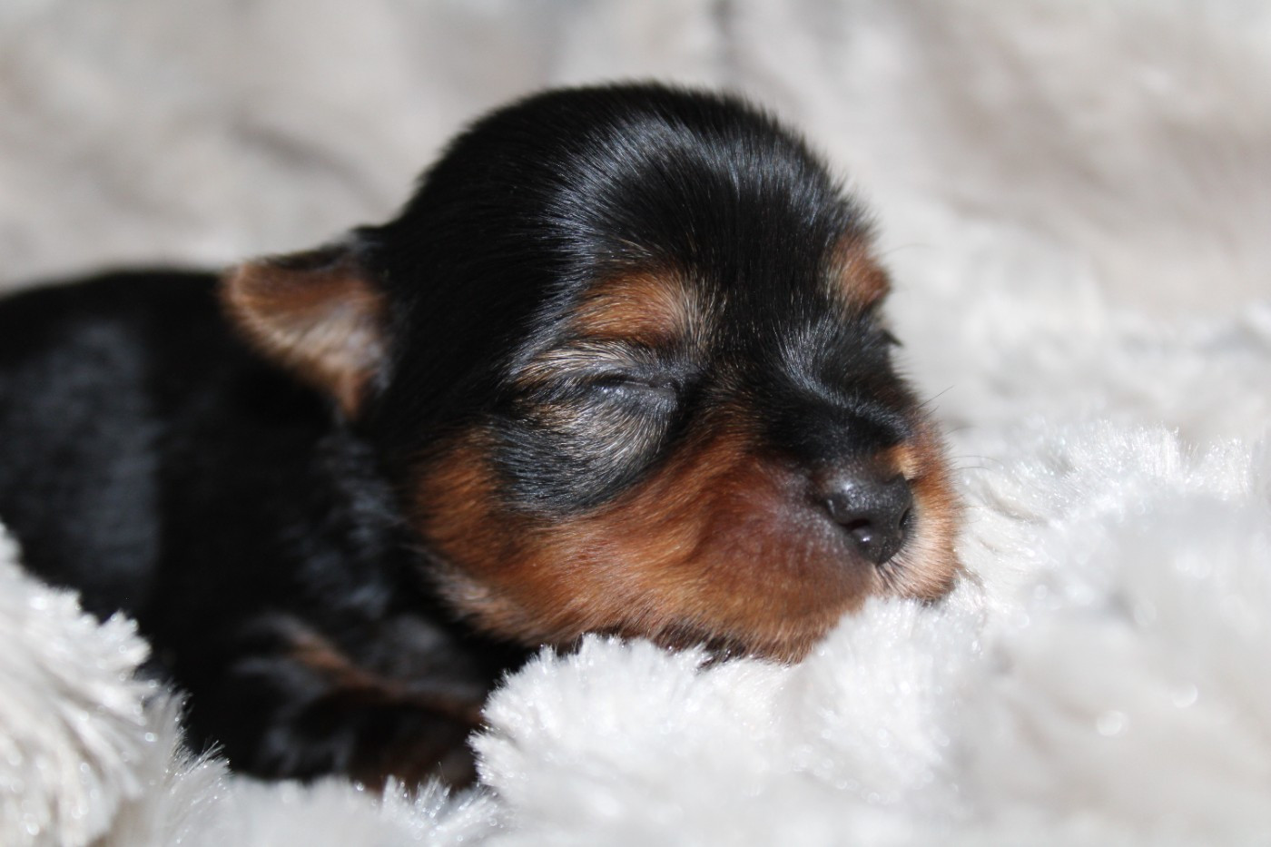 Underyour'Star - Chiots disponibles - Yorkshire Terrier