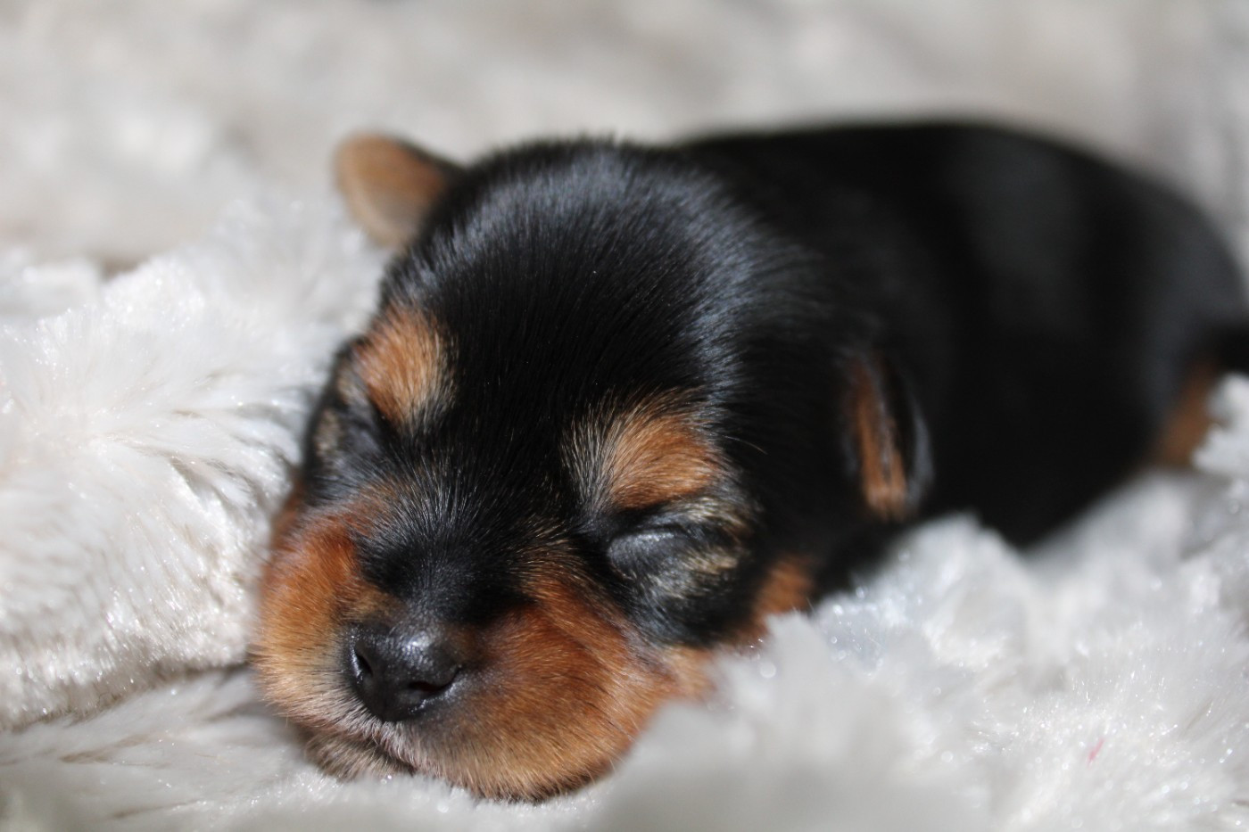 Underyour'Star - Chiots disponibles - Yorkshire Terrier