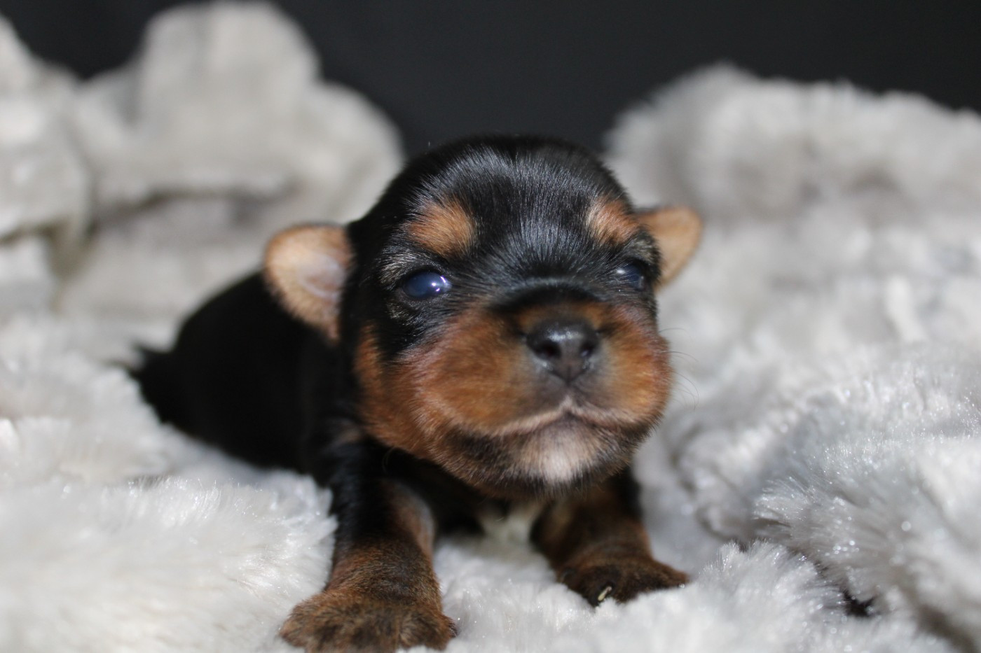 Underyour'Star - Chiots disponibles - Yorkshire Terrier