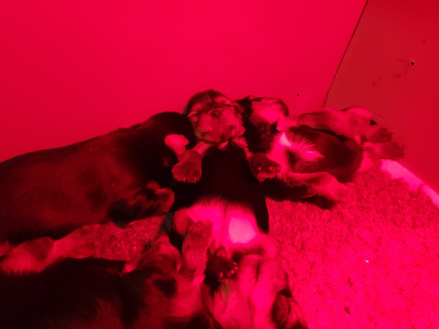 Underyour'Star - Yorkshire Terrier - Portée née le 01/01/2026