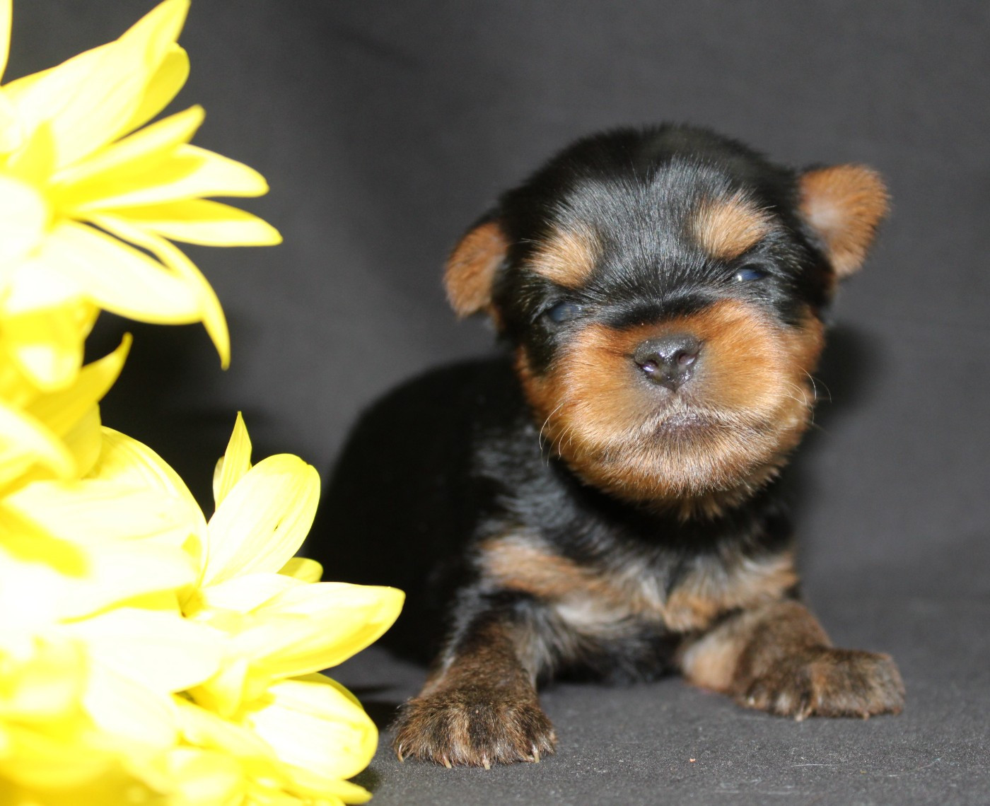 Underyour'Star - Chiots disponibles - Yorkshire Terrier