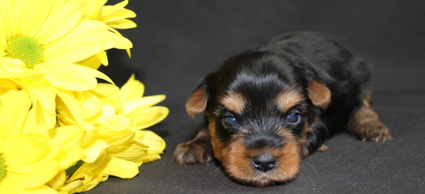 Underyour'Star - Chiots disponibles - Yorkshire Terrier