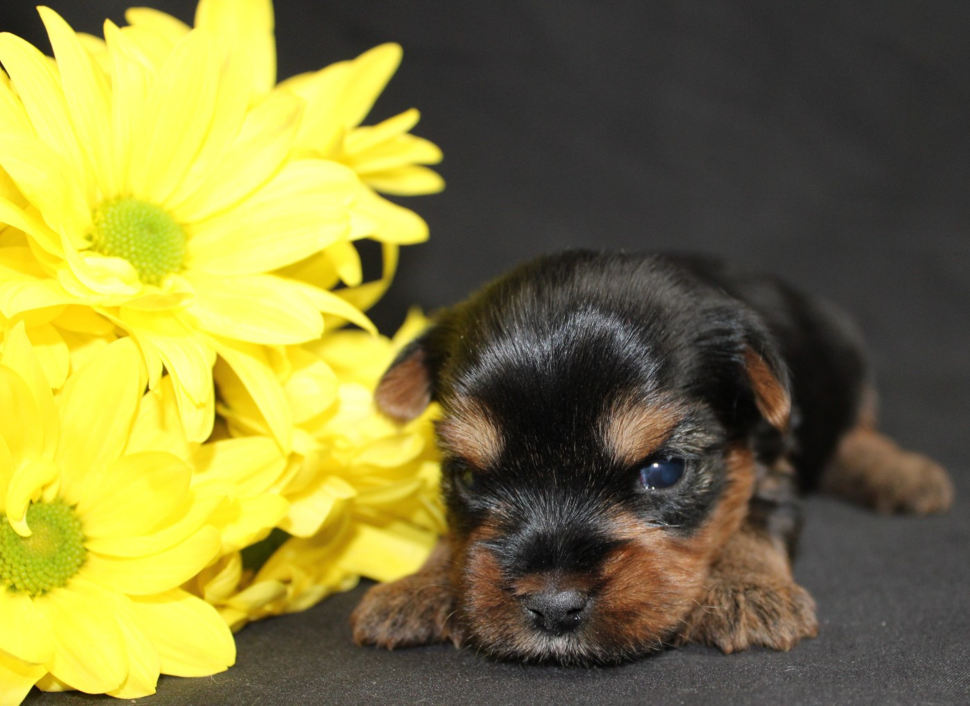 Underyour'Star - Chiots disponibles - Yorkshire Terrier