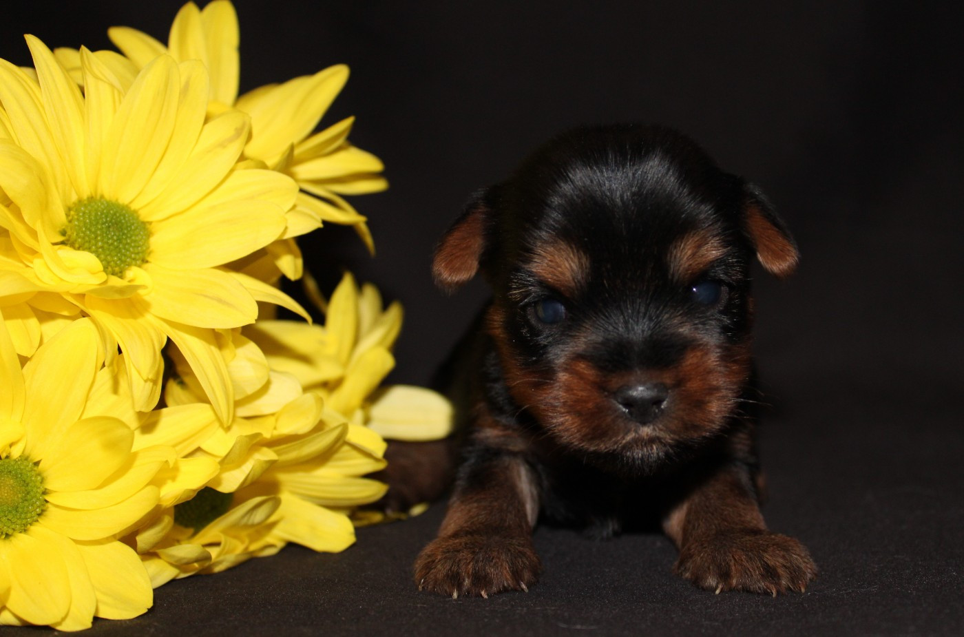 Underyour'Star - Yorkshire Terrier - Portée née le 21/02/2026