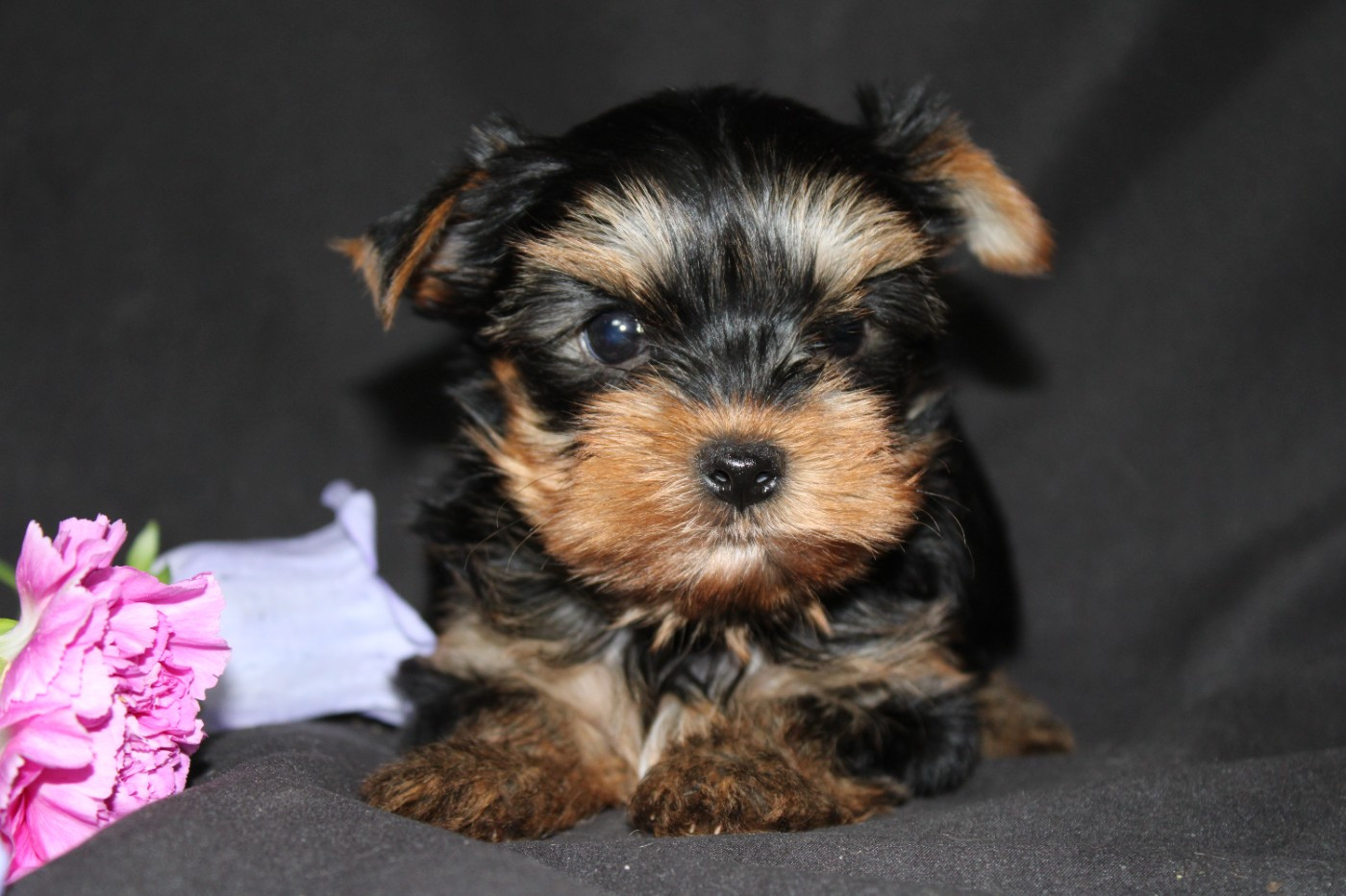 Underyour'Star - Chiots disponibles - Yorkshire Terrier