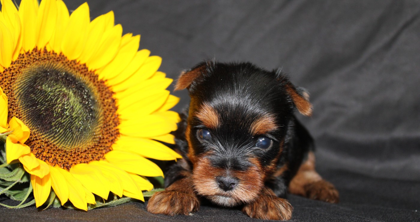 Underyour'Star - Chiots disponibles - Yorkshire Terrier
