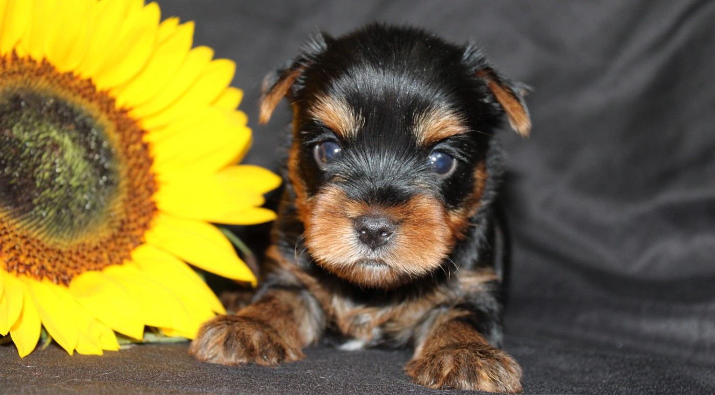 Underyour'Star - Chiots disponibles - Yorkshire Terrier