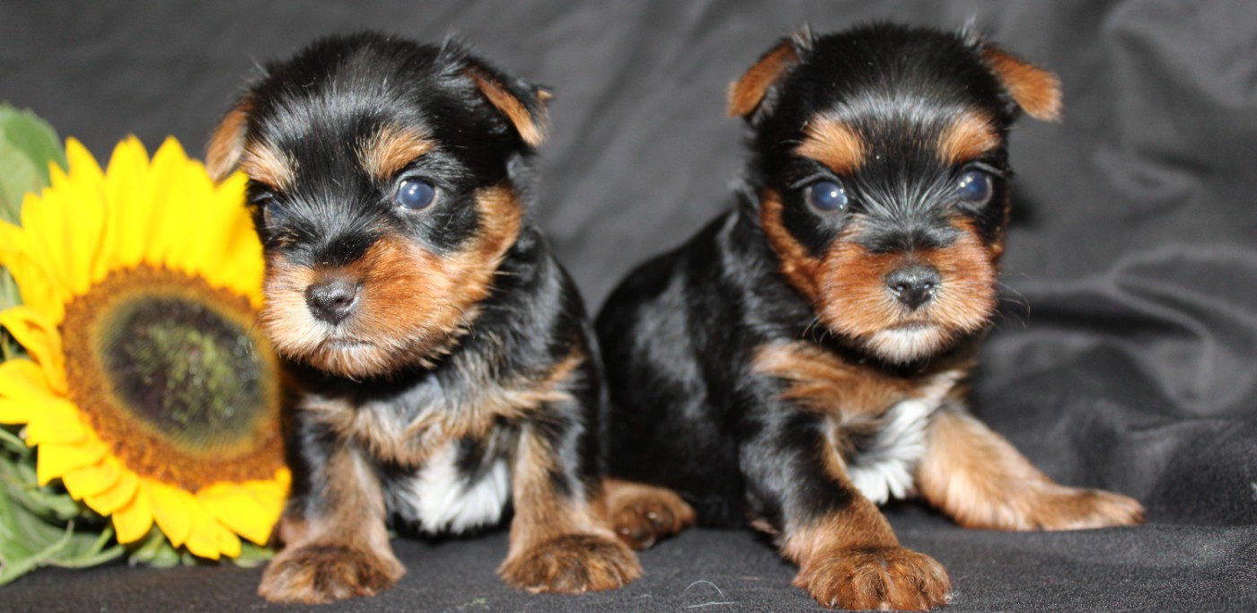 Chiot Yorkshire Terrier Underyour'Star