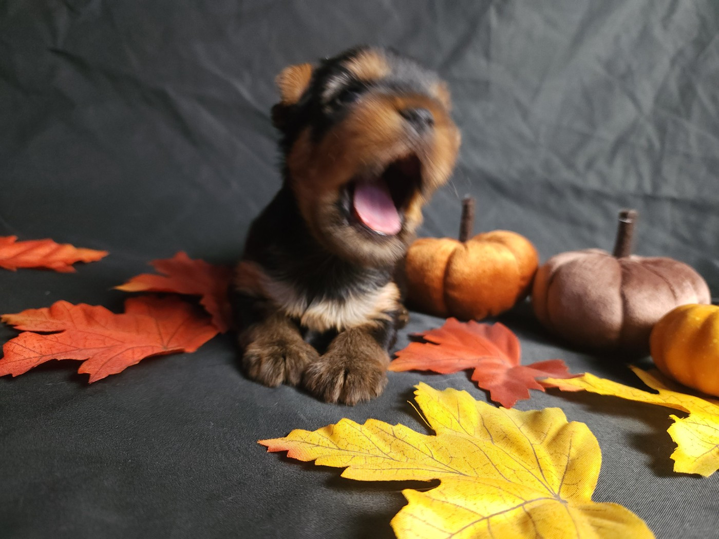 Underyour'Star - Chiots disponibles - Yorkshire Terrier