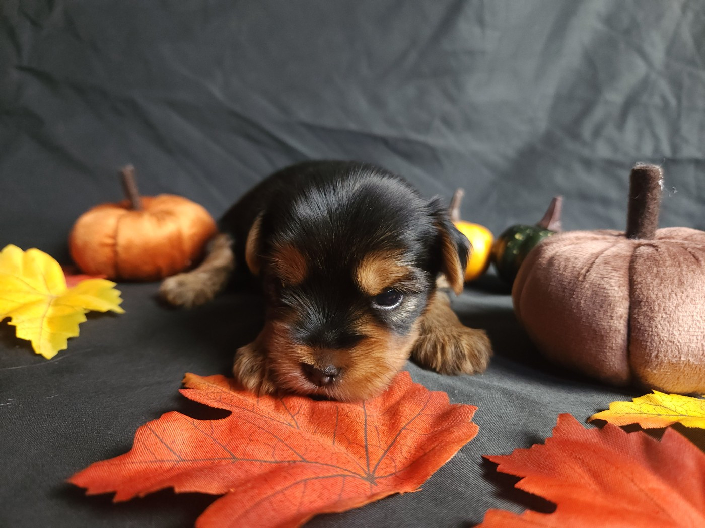 Underyour'Star - Chiots disponibles - Yorkshire Terrier