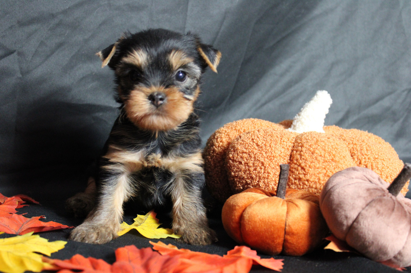 Underyour'Star - Chiots disponibles - Yorkshire Terrier