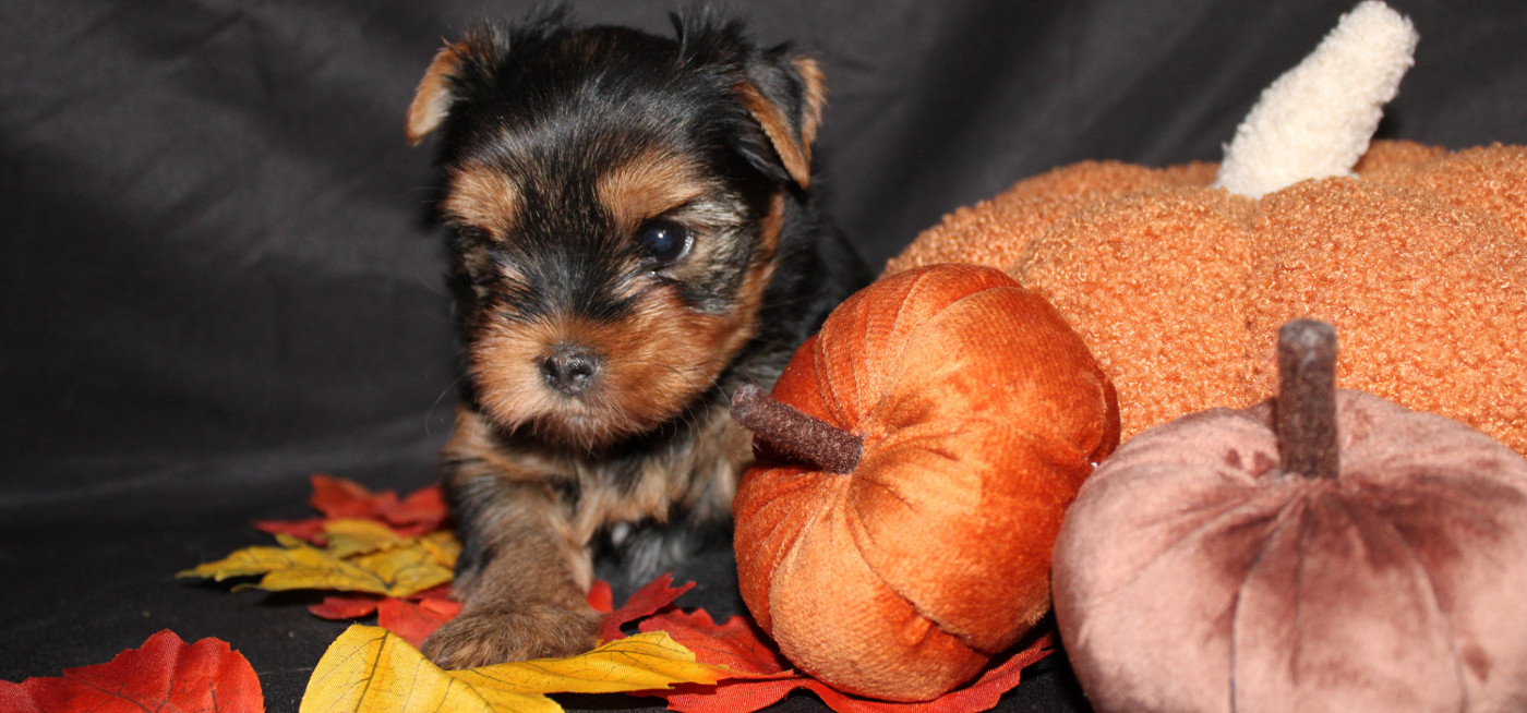 Underyour'Star - Chiots disponibles - Yorkshire Terrier