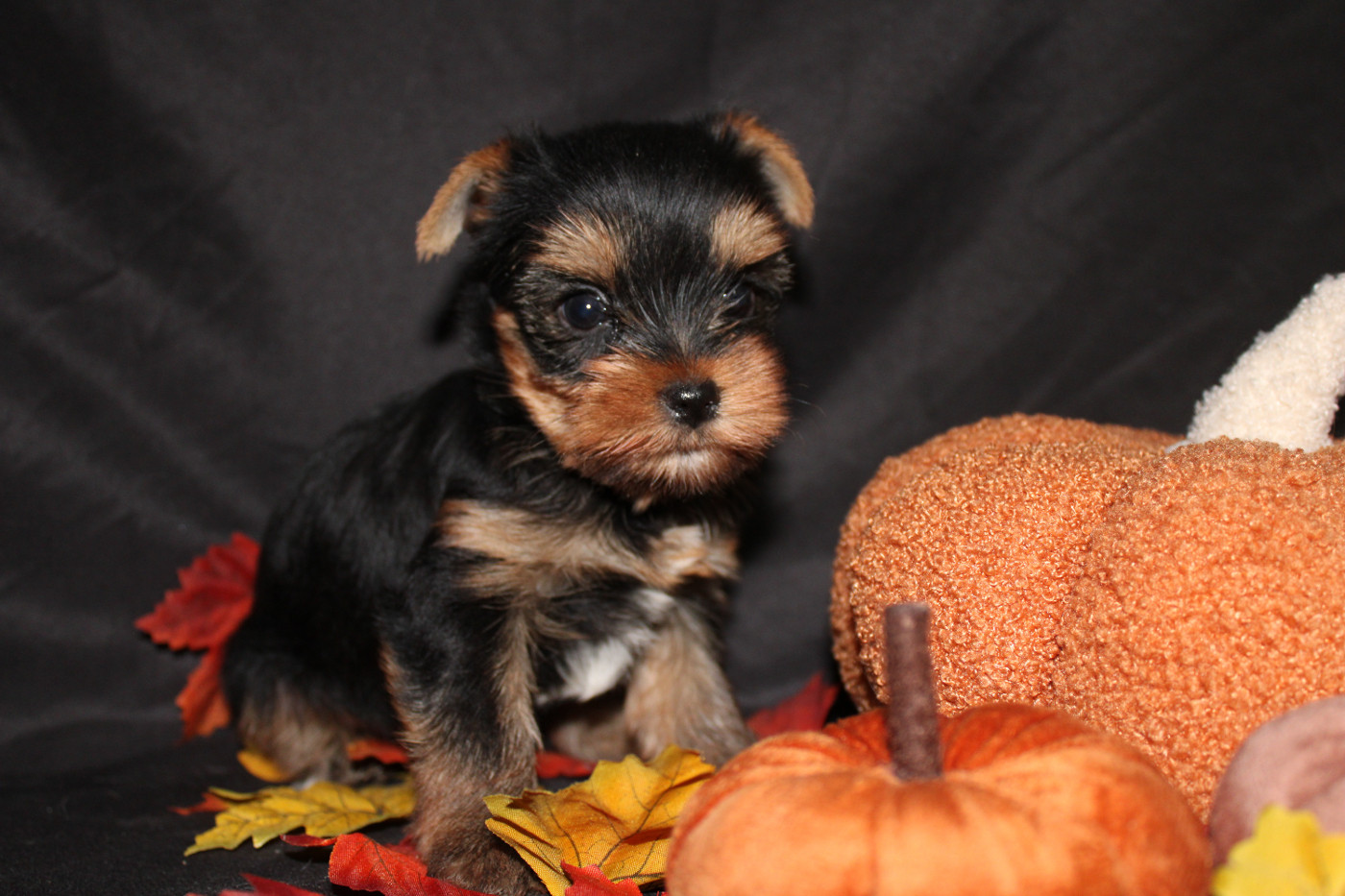 Underyour'Star - Chiots disponibles - Yorkshire Terrier