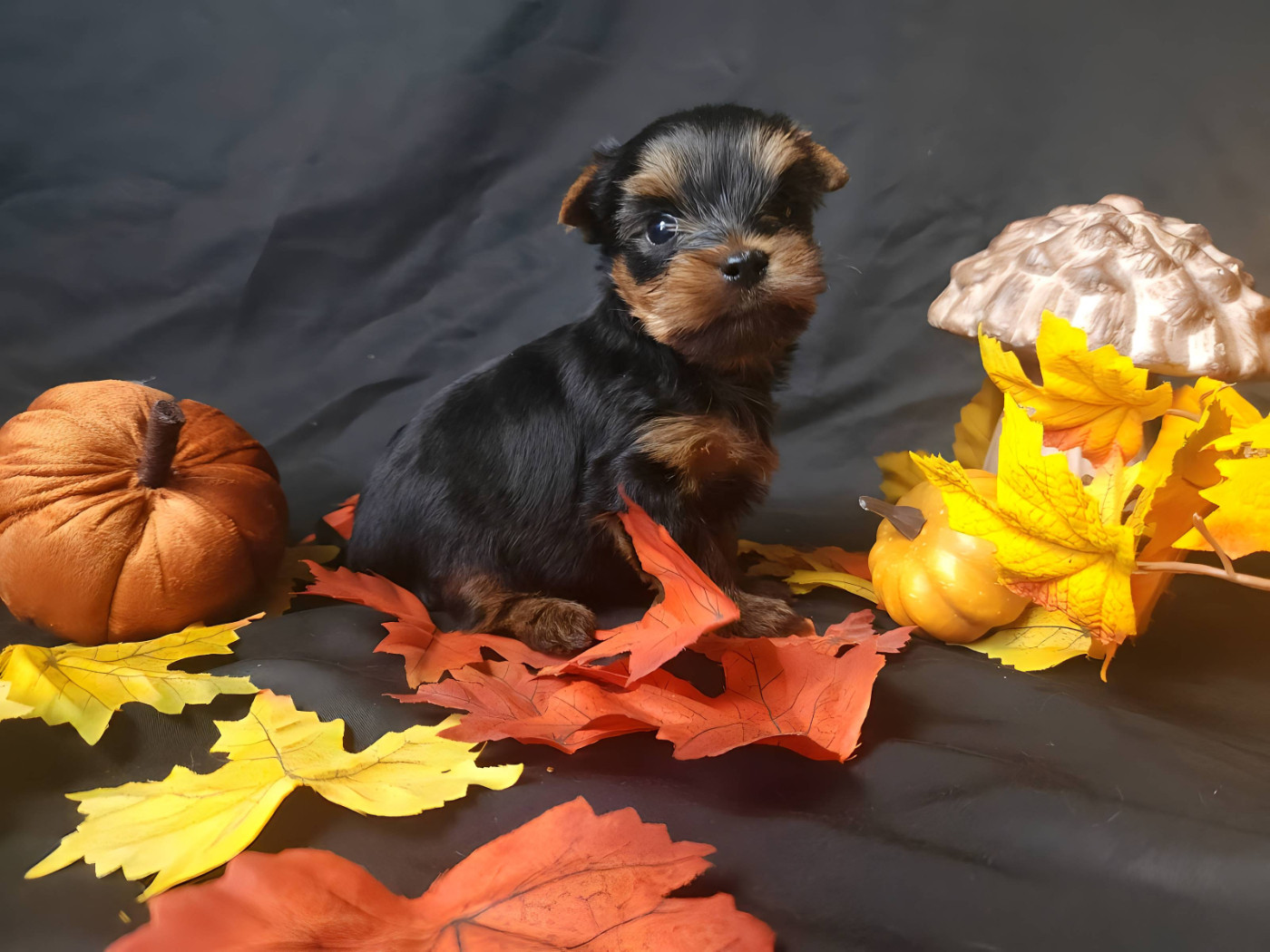 Underyour'Star - Chiots disponibles - Yorkshire Terrier