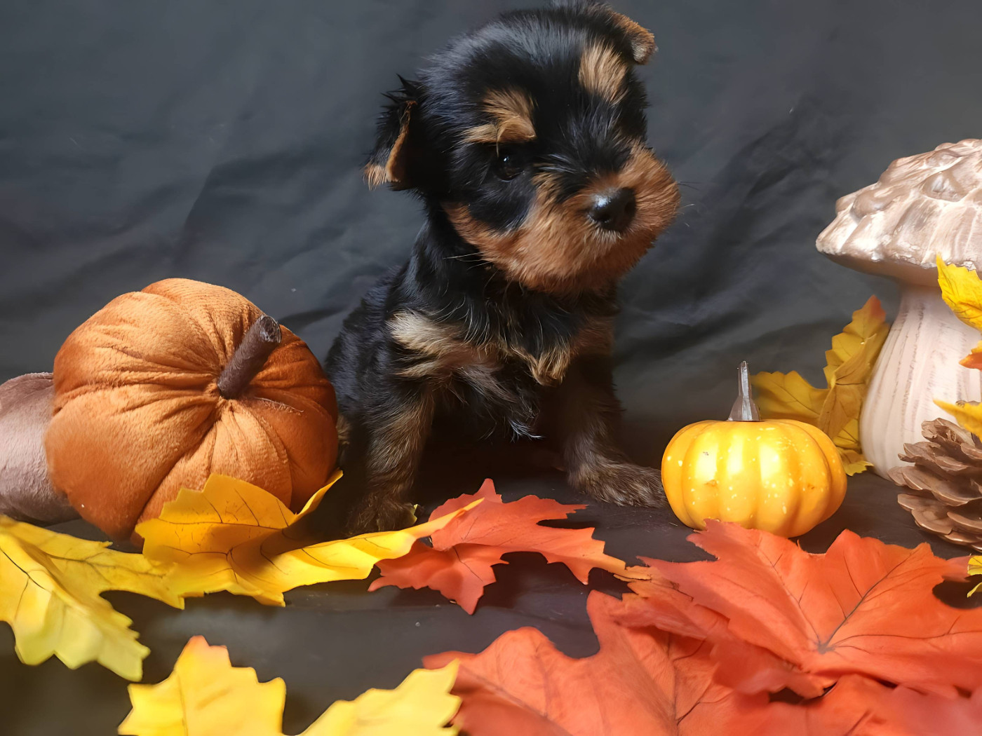 Underyour'Star - Chiots disponibles - Yorkshire Terrier
