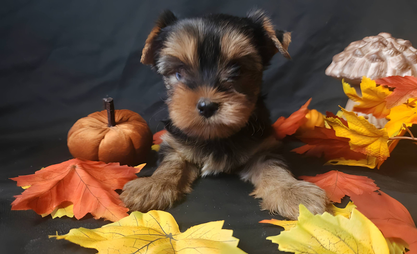 Underyour'Star - Chiots disponibles - Yorkshire Terrier