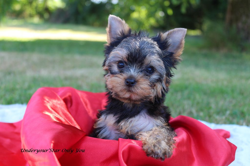 Chiot Yorkshire Terrier Underyour'Star