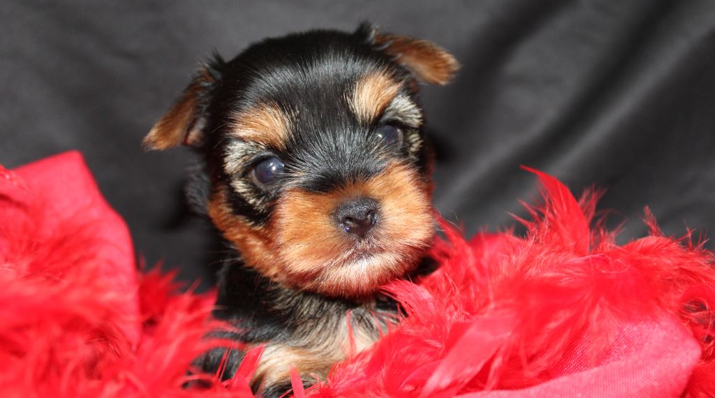 Underyour'Star - Chiots disponibles - Yorkshire Terrier