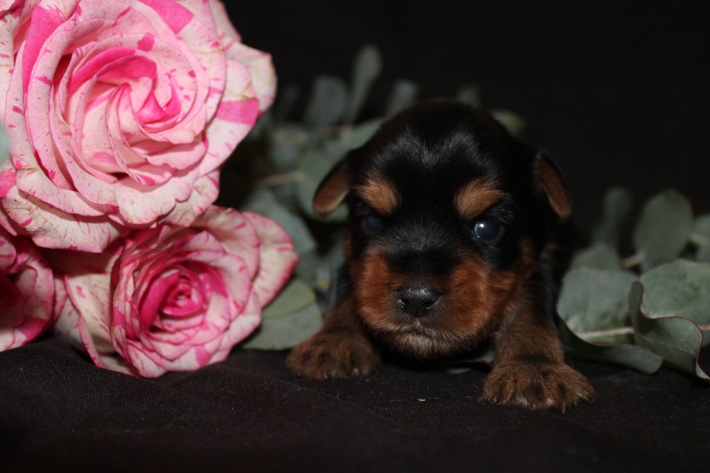 Underyour'Star - Chiots disponibles - Yorkshire Terrier