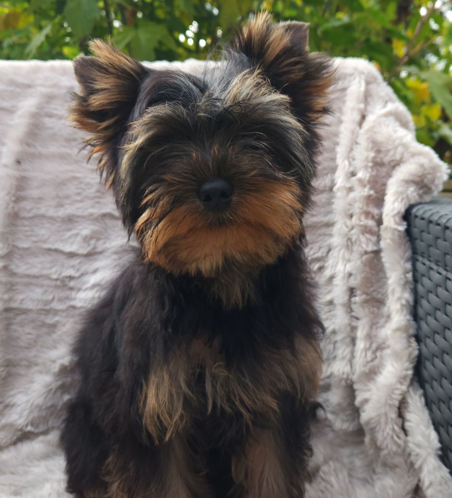 Underyour'Star - Chiots disponibles - Yorkshire Terrier
