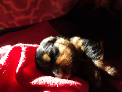 Chiot N°3
