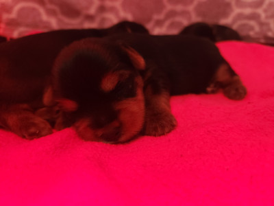 Chiot N°4