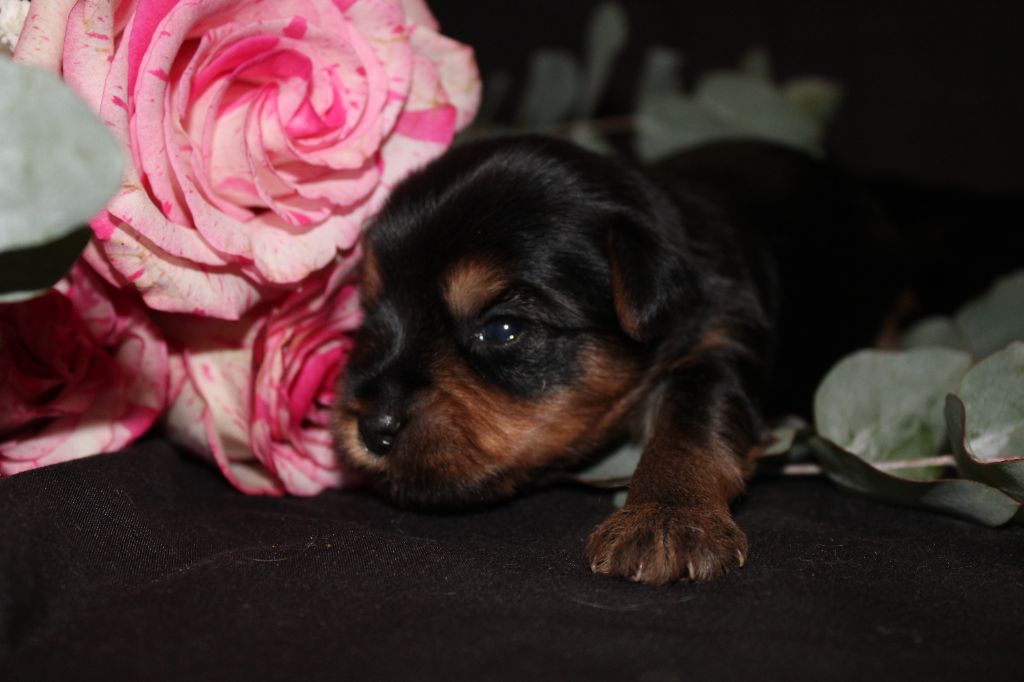 Underyour'Star - Chiots disponibles - Yorkshire Terrier