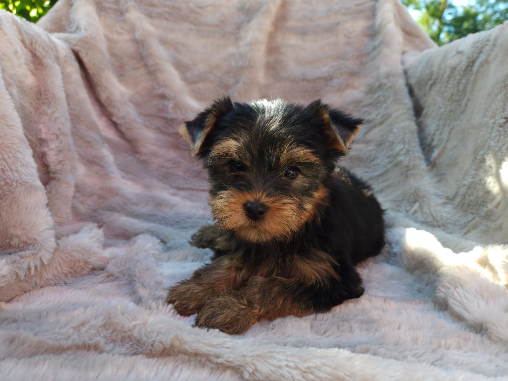 Underyour'Star - Chiots disponibles - Yorkshire Terrier