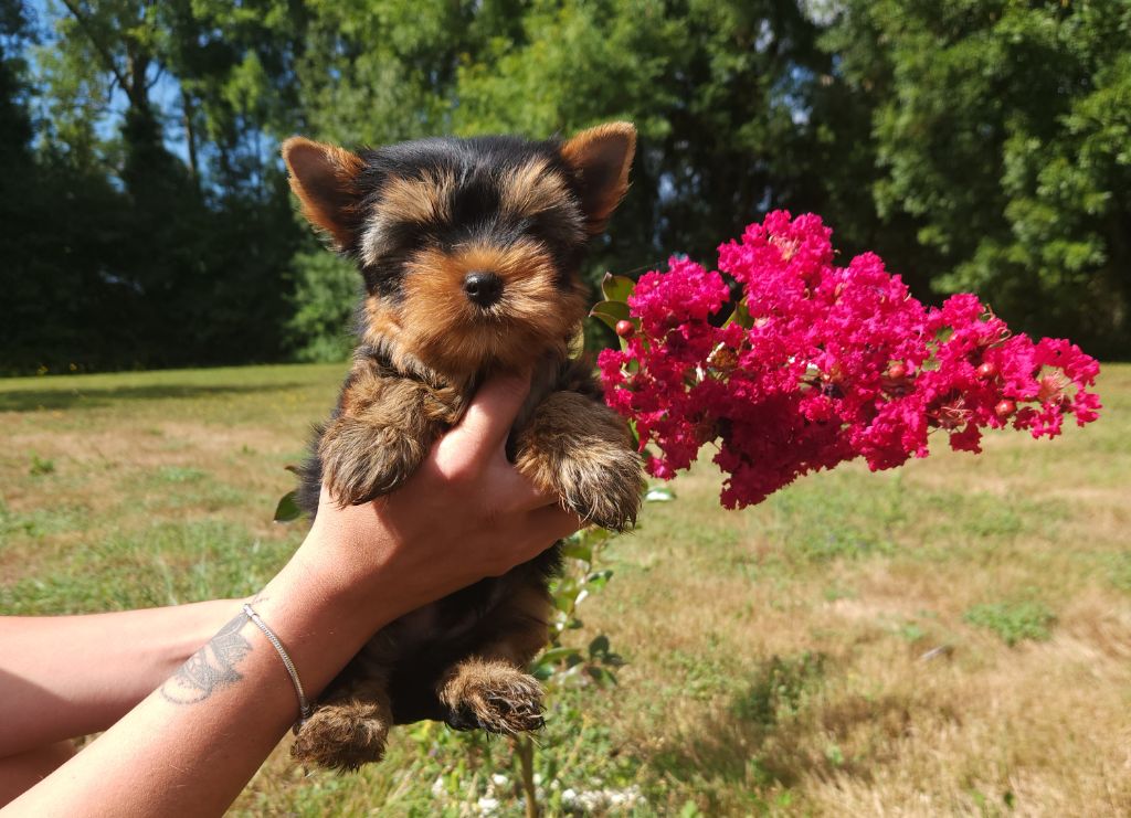 Underyour'Star - Chiots disponibles - Yorkshire Terrier