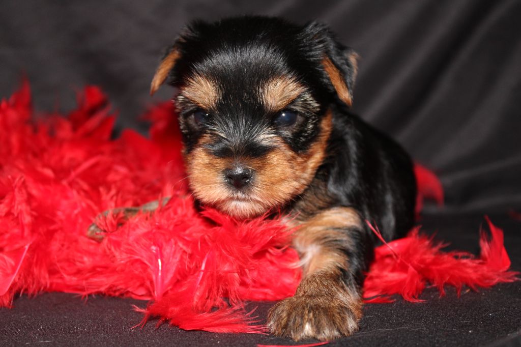 Underyour'Star - Chiots disponibles - Yorkshire Terrier