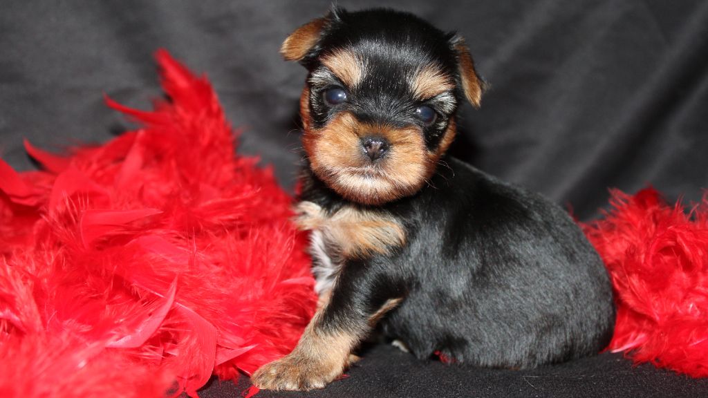 Underyour'Star - Chiots disponibles - Yorkshire Terrier
