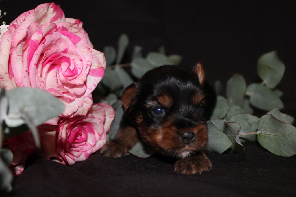 Underyour'Star - Chiots disponibles - Yorkshire Terrier